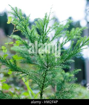 Young Japanese cedar, Hinohara Village, Tokyo, Japan Stock Photo