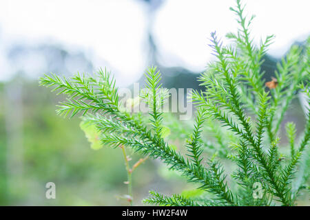 Young Japanese cedar, Hinohara Village, Tokyo, Japan Stock Photo