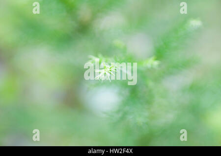 Young Japanese cedar, Hinohara Village, Tokyo, Japan Stock Photo