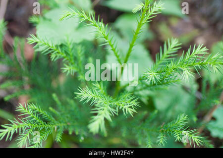 Young Japanese cedar, Hinohara Village, Tokyo, Japan Stock Photo