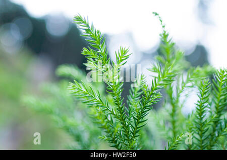 Young Japanese cedar, Hinohara Village, Tokyo, Japan Stock Photo