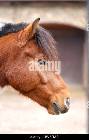 Portrait of beautiful red horse photographed in close-up Stock Photo