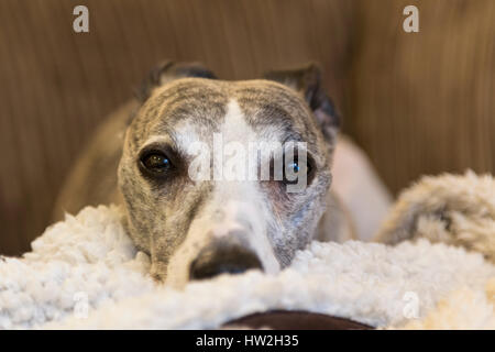 Male brindle whippet. Stock Photo