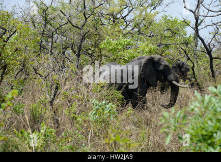 UGANDA, Karuma Game reserve, Elephant / Karuma nationalpark, Elefant Stock Photo
