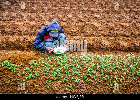 A young farmer taking young vegetable plants from nursery to be planted on a planned field near Mount Gede Pangrango National Park. Stock Photo