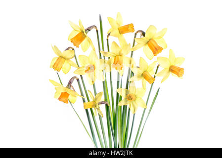 High-key creative image of the beautiful spring flowering, yellow Daffodil flowers also known as narcissus, against a white background. Stock Photo