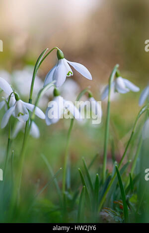 Close-up image of the delicate spring flowering, white Common Snowdrop flowers also known as Galanthus Nivalis, taken against a soft background. Stock Photo