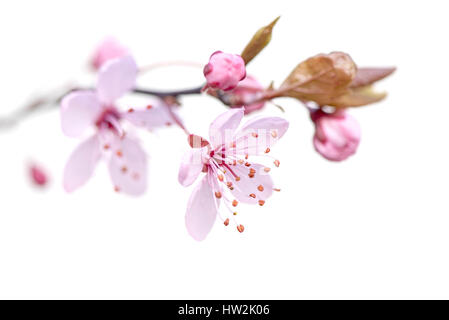 Close-up, high-key image of the delicate, pink, spring flowering Black Cherry Plum Blossom flowers, against a white background Stock Photo