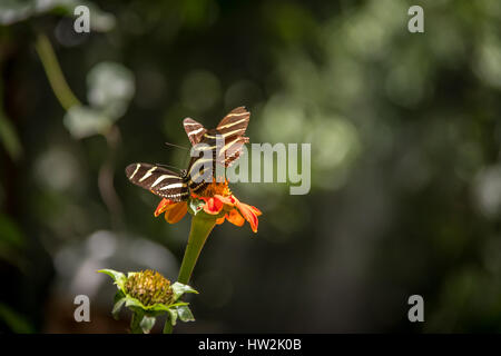 Pair of zebra longwing (Heliconius charithonia)  butterflies on a orange flower Stock Photo