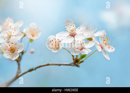 Close-up, high-key image of the delicate white spring flowering, wild cherry blossom - Prunus avium flowers, taken against a blue sky Stock Photo