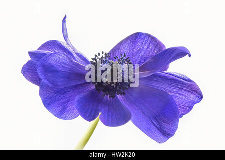 High-key image of the beautiful spring flowering Anemone de Caen purple flower, also known as the windflower, taken against a white background Stock Photo