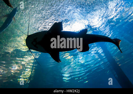 Underwater bottom-top silhouette of a big catfish Stock Photo