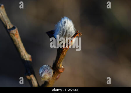 willow twig blooming in early spring Stock Photo