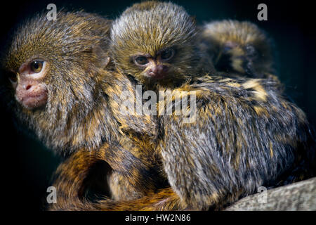 pygmy marmoset or dwarf monkey (Callithrix pygmaea). Stock Photo