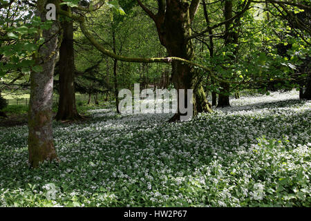 Wild garlic in White Moss Wood in the village of Rydal Hall between Grasmere and Ambleside in the Lake District Stock Photo