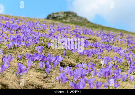 Blossom of crocuses at spring in the mountains Stock Photo