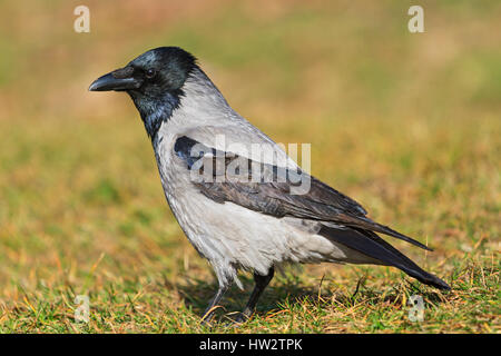 Corvus cornix is the first spring grass,spring, migratory birds, birds, forest, lake mood Stock Photo