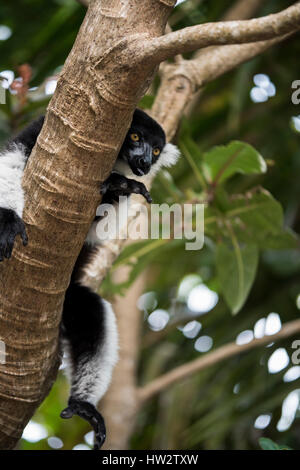 Madagascar, Nosy Boraha (aka Ile Ste Marie). Northern black-and-white ruffed lemur (WILD: Varecia variegata, subspecies) Stock Photo