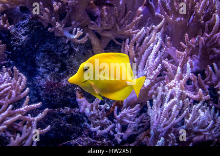 Yellow Tang (Zebrasoma flavescens) Stock Photo