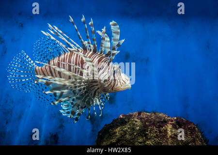 Lion fish Stock Photo