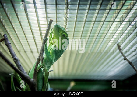 Green Lizard - Berthold's Bush Anole (Polychrus gutturosus) Stock Photo