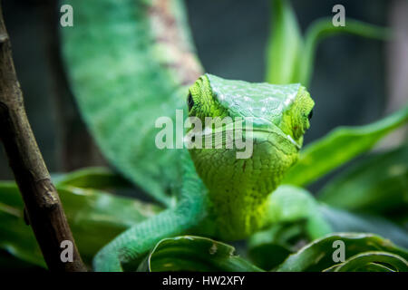 Green Lizard - Berthold's Bush Anole (Polychrus gutturosus) Stock Photo
