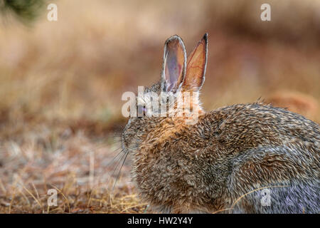 A big wild cottontail bunny rabbit sitting, lying in the grass in the field, meadow with rain drops on fur. After the rain. Stock Photo