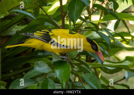 Black-naped Oriole, Oriolus chinensis at Bird Garden, Kuala Lumpur, Malaysia Stock Photo