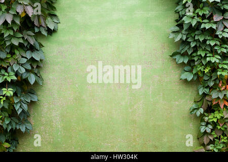 Natural frame of grape growing on the wall. Stock Photo
