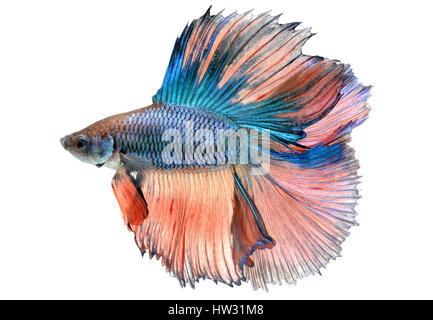 Betta fish in freedom action and show the beautiful fins tail photo in flash lighting.