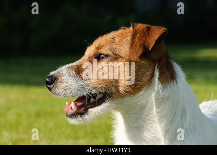 Jack Russell Terrier breed puppy dog portrait (side view) Stock Photo