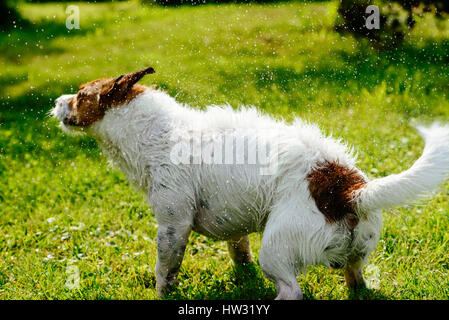 Wet dog shaking off water standing on green grass Stock Photo