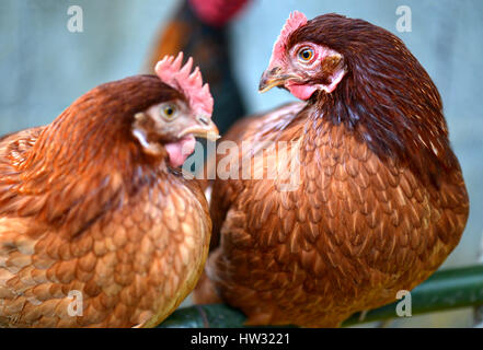 Hen young hybrid chicken in livestock farm photo in indoor low lighting and hard contras process. Stock Photo