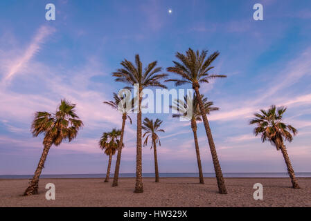 Tropical palm trees on the beach, at sunset with pastel colors Stock Photo