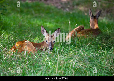 Roe Deer does (capreolus capreolus) Stock Photo