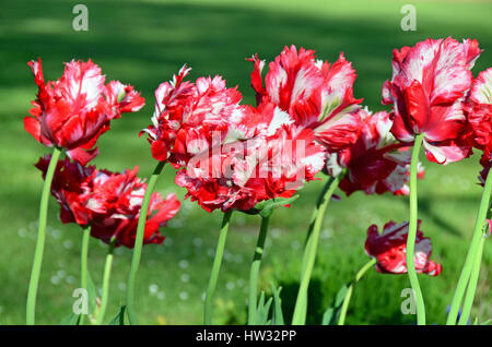 Beautiful Tulips outdoors Stock Photo