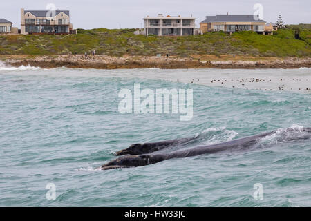 Whale watching South Africa - Southern Right Whale and calf, Eubalaena australis, off the coast at Gansbaai, Hermanus, Western Cape, South Africa Stock Photo