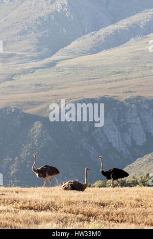 Ostriches in Oudsthoorn at the Swartberg Pass,  the Karoo, Western Cape, South Africa Stock Photo