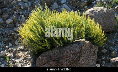 White Bursage or burro-weed, Ambrosia dumosa is a ragweed yellow and green flowering and growing on a rock in the Anza-Borrego Desert Stock Photo