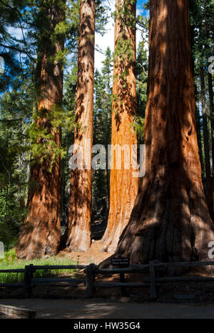 Giant Sequoias (Bachelor and Three Graces) in Mariposa Grove, Yosemite National Park, California Stock Photo