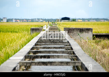 Paddy Field and Canal, Sekinchan, Malaysia - Sekinchan, which literally means “village suitable for plantation” in Chinese, lives up to its name as th Stock Photo