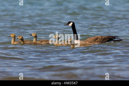 An adult and five young Canada Geese (Branta canadensis) swimming. Stock Photo