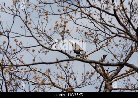 A bald eagle (Haliaeetus leucocephalus) calls from a tree in the spring. Stock Photo