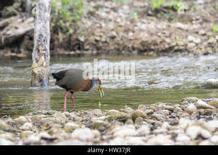A Gray-necked Wood-Rail (Aramides cajanea) foraging on the bank of a river at Guacamaya, Chiapas State, Mexico Stock Photo