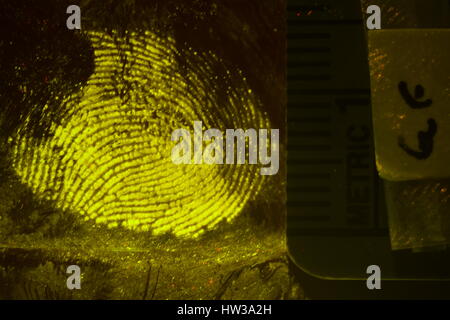 macro photography of processed fingerprints Stock Photo