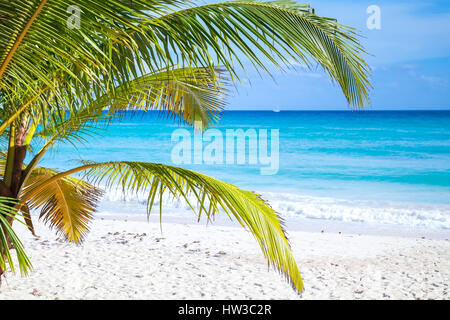 Palm branches on tropical white sandy beach background. Caribbean Sea coast, Dominican republic, Saona island Stock Photo