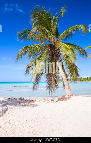 Coconut palm growing on white sandy beach. Caribbean Sea, Dominican republic, Saona island coast Stock Photo