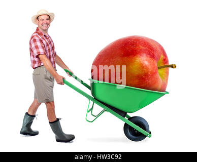 Cheerful gardener carrying a large red apple. A man pushing a wheelbarrow with huge apple. Successful fruit grower. Large harvest of genetically modif Stock Photo