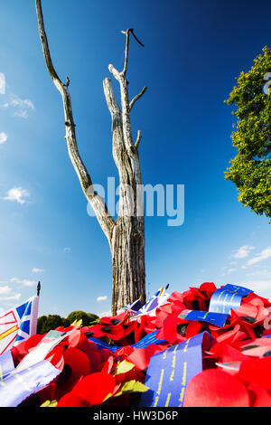 The last surviving tree from the battle at Newfoundland Memorial Park, Beaumont Hamel, commemorating Canadian losses in the Battle of the Somme in the Stock Photo