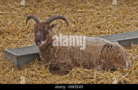 Rare Breed Castlemilk Moorit Sheep Stock Photo